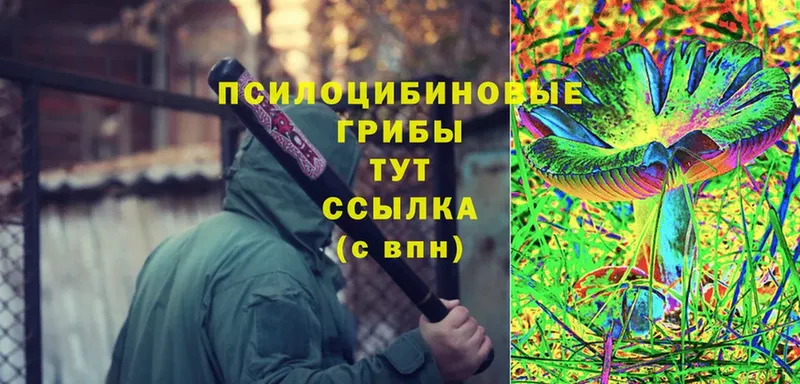 Галлюциногенные грибы Psilocybe  Великий Устюг 